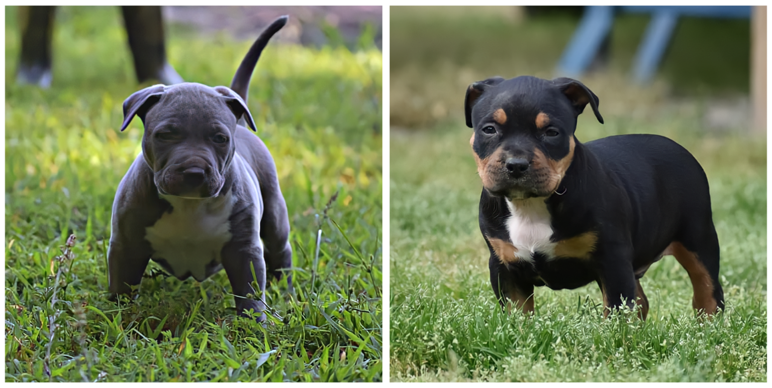 XL Pitbull & American Bully XL Breeders in North Carolina