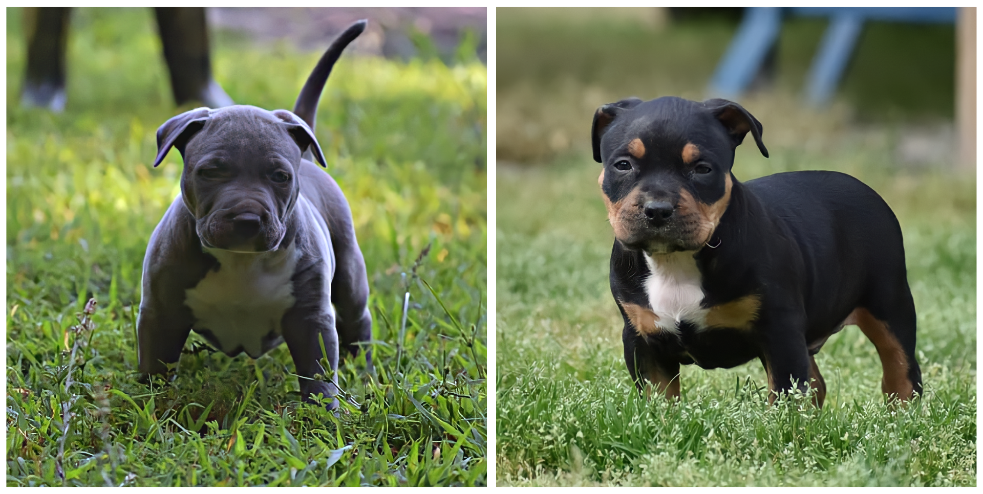 pitbull breeders and puppies for sale north carolina