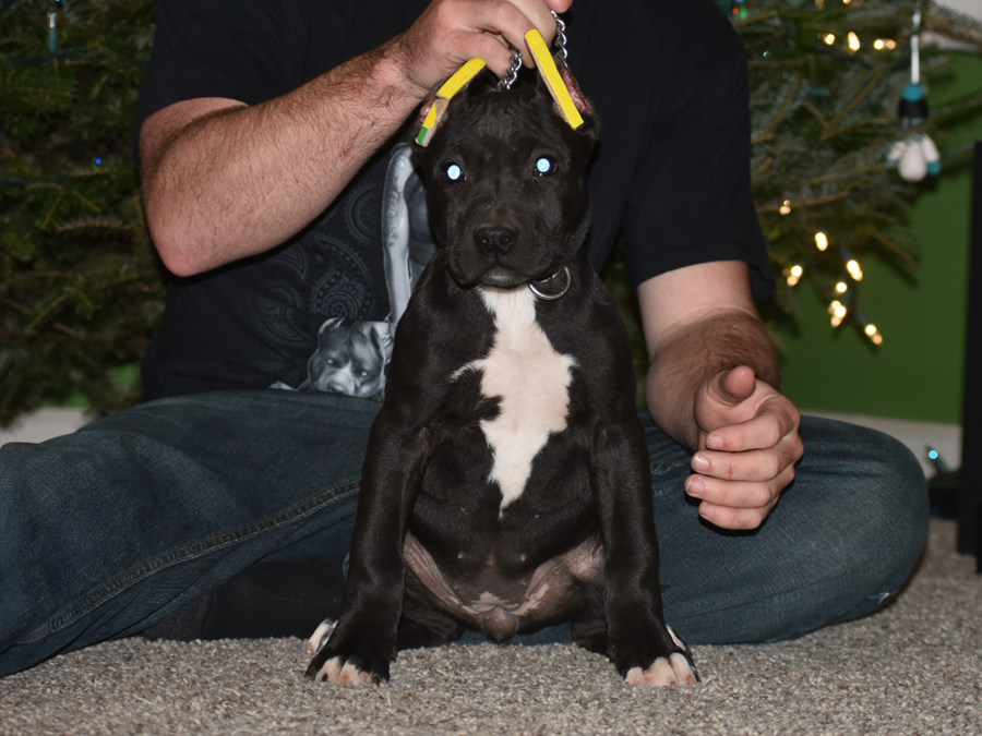 solid black xl pitbull puppy for sale