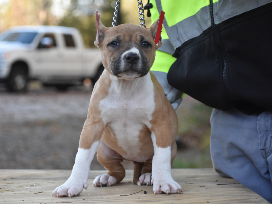 xl bullypit puppy for sale alabama