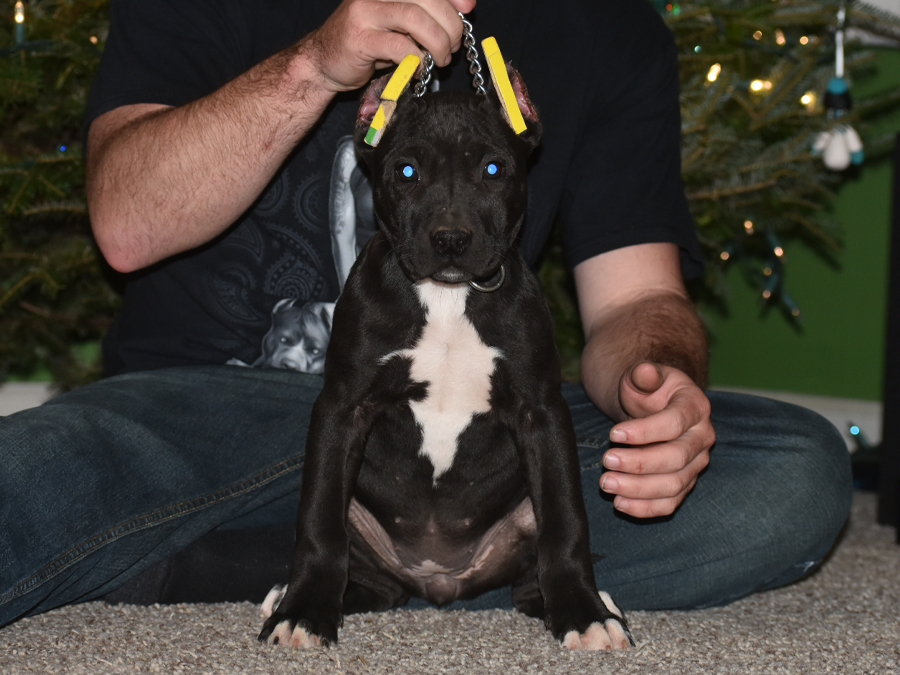xl pitbull puppies for sale solid black