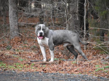 american bully xl puppies kennel