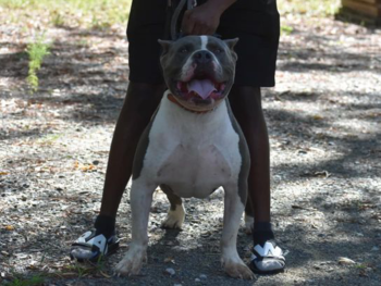 xl bullies for sale cost