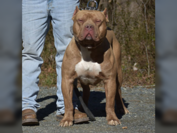 xl pitbull puppies for sale