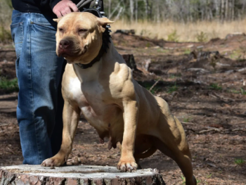 Champagne lilac xl american bully muscular