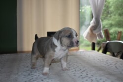 XL american bully puppy pitbull puppy tri bully puppies