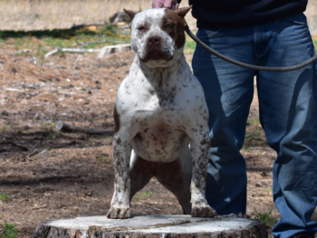 Dirty harry xl american bully daughter