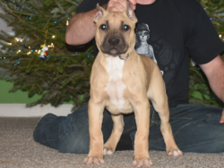 pitbull breeders xl pitbull puppies for sale