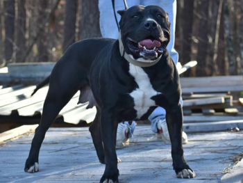 solid black xl bully puppies