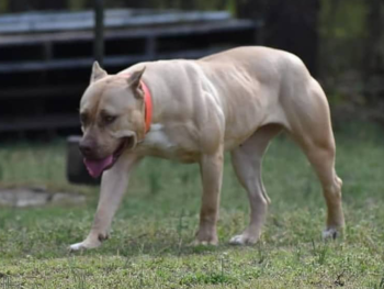 xl bully puppies for sale champagne lilac