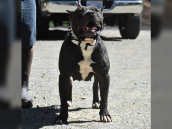 xl pitbull breeders and xl puppies for sale