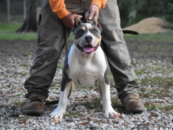 CIK Porsche is an XL Bully for sale near me in Texas. She is a blue tri American Bully.