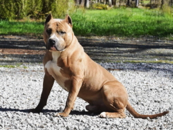 CIK Rider is a blue fawn american Bully XL or an XXL Pitbull stud near me in nevada