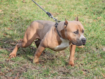 CIK Rider is an upcoming blue fawn american bully xl stud near me in virginia