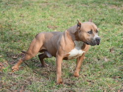 blue fawn xl american bully stud near me oklahoma CIK Rider