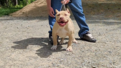 champagne xl bully puppy xl pitbull puppy for sale near me sc