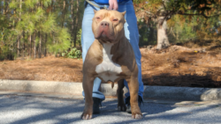 rednose xxl bully pitbull stud nc bully breeders