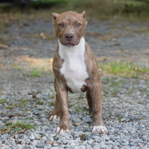 lilac brindle xxl pitbull for sale nc