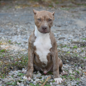 lilac brindle xxl pitbull for sale sc