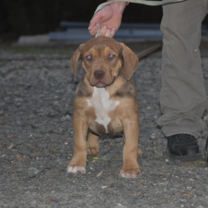 chocolate tri xxl bully pitbull for sale in south carolina