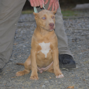 lilac fawn xxl bully for sale from NC Pitbull breeders