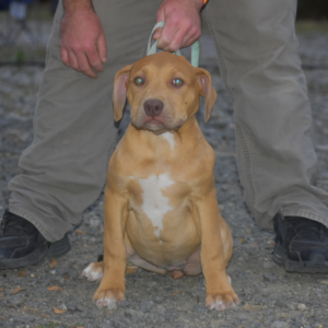 lilac fawn xxl pitbull puppy for sale from north carolina bully breeders