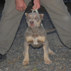 lilac tri xxl pitbull puppies for sale in North Carolina