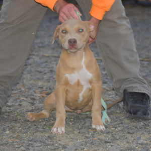 lilac xl pitbull puppies for sale NC Bully breeders