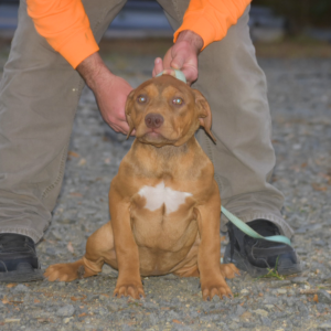 red fawn american bully xxl pitbull for sale in NC