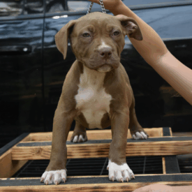 Chocolate XL American Bully for sale near me NC