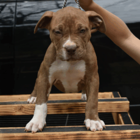 Chocolate brindle and white XL American Bully Puppy for sale near me MC