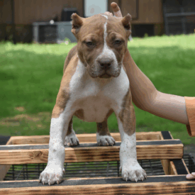 Red brindle and white XL American Bully Puppy for sale near me MC