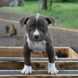 chocolate xl american bullies for sale near me in North Carolina