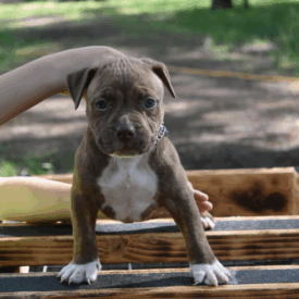 chocolate xl american bully puppies for sale near me in North Carolina