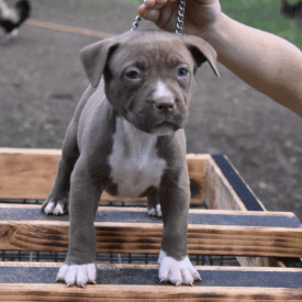 lilac xl american bullies for sale near me in North Carolina
