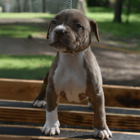 lilac xl bully for sale in North Carolina near me