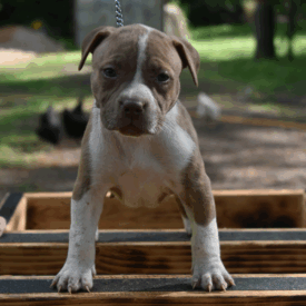 lilac xl bully puppy for sale in North Carolina